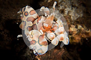 Harlequin Shrimp - Hymenocera picta