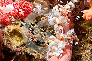 Harlequin Shrimp (Hymenocera picta),