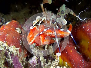 Harlequin shrimp Hymenocera picta is eating sea star during night dive in Indonesia