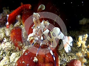 Harlequin shrimp Hymenocera picta is eating sea star during night dive in Indonesia