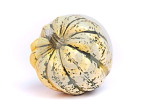 Harlequin Squash