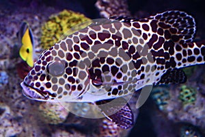 Harlequin Sweetlips Fish in Water