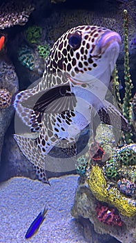 Harlequin Sweetlips Fish in Water