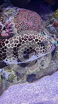 Harlequin Sweetlips Fish in Water