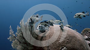 Harlequin Sweetlips on Tubbataha Reef in Philippines