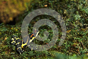 Harlequin toad in moss