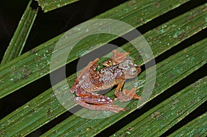 Harlequin tree frog