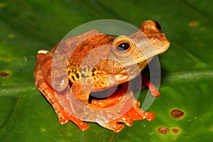 Harlequin tree frog (Rhacophorus pardalis) in natural habitat, Borneo