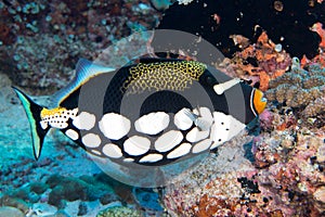 Harlequin Trigger fish while diving