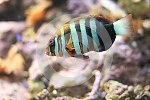 Harlequin Tuskfish photo