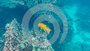 Harlequin wrasse at devil`s crown near isla floreana