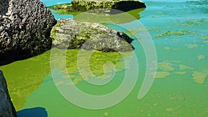 Harmful algal bloom Microcystis aeruginosa in the Khadzhibeyskyi Liman, Ukraine