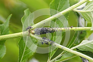 harmful Aphidoidea insects