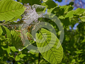 Harmful caterpillars in the web