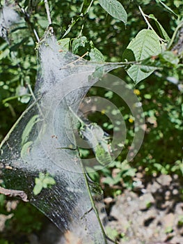 Harmful caterpillars in the web