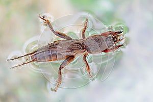 Harmful insect, an earthen agricultural pest. Floating on water