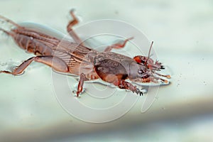 Harmful insect, an earthen agricultural pest. Floating on water