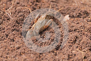 Harmful insect, an earthen agricultural pest. Gryllotalpa on the background of soil.