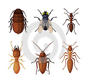 Harmful Insects and Pest with Ant, Fly and Cockroach Vector Set