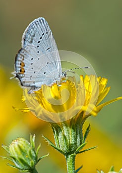Ð¡harming butterfly on a bright yellow flower.