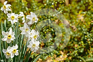 Harming collection of white tender May daffodils on a green lawn