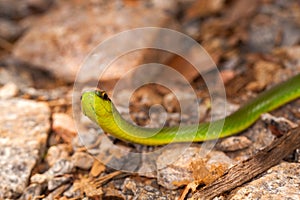 Harmless inoffensive green snake closeup on ground