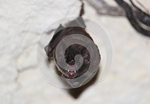 Harmless little Carollia genus bat