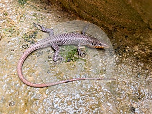 Harmless and precious water salamander