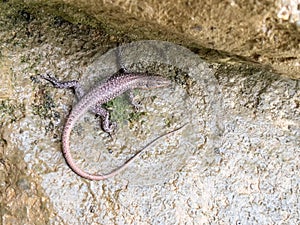 Harmless and precious water salamander