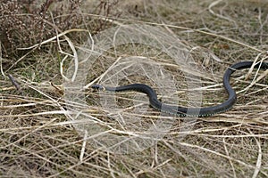 Harmless snakes in the woods, closeup forest snake