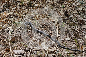 Harmless snakes in the woods, closeup forest snake