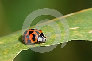 Harmonia axyridis photo