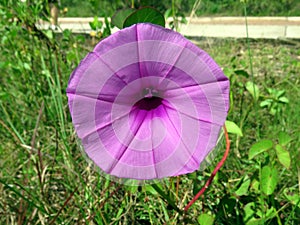 The harmonic simplicity of beauty