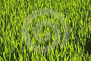 Harmonic structure of green corn