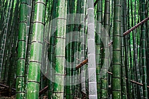 Harmonic view on bamboo plants