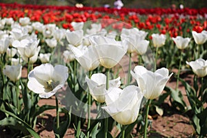 A harmonious combination of red and white tulips