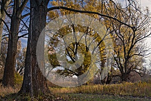 Harmonious combination of trees .