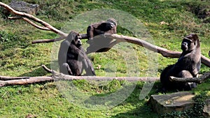 Harmonious gorilla family and watching silverback