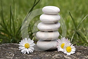 Harmony and balance, simple pebbles tower and daisy flowers in bloom in the grass, simplicity