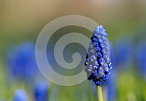 Harmony in Blooms: Macro View of Muscari aucheri (Grape Hyacinth) with Subtle Blurred Backdrop