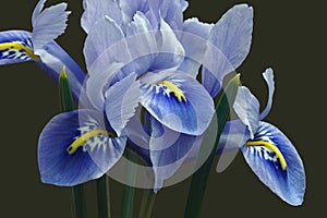 Harmony Dwarf Iris fkowers