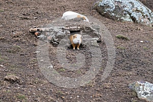 Harmony in the Hamster Haven: Captivating Moments of Hamsters in Their Natural Habitat