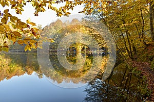 The harmony of lakes and trees in autumn