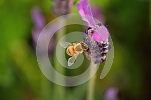 Harmony in Nature Honeybee collecting pollen