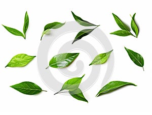 Harmony of Nature: Isolated Green Tea Leaf Collection on White Background - Embrace the Essence of Serenity