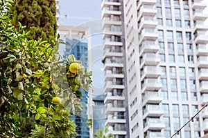 Harmony of nature and modern urban landscape. Grapefruit tree front of modern glass apartment buildings in a green residential are