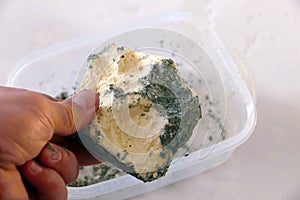The harms of consuming green moldy cheese