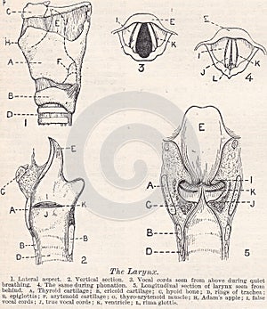Vintage black and white illustrations / diagrams of The Larynx.