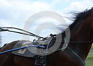 Harness horse racing in details. Part of horse trotter breed