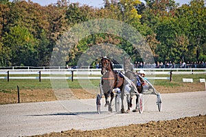 Harness horse racing, Horse trotter breed